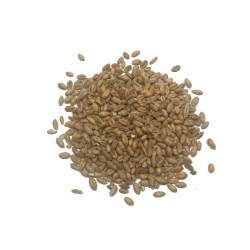 Trigo en grano Eco (100gr)